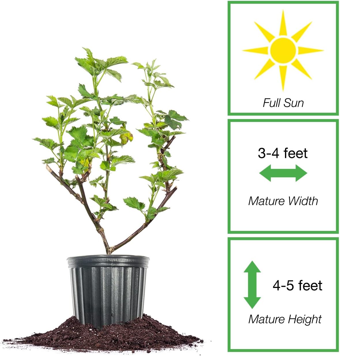 Triple Crown BlackBerry Bush 1 Gallon G365