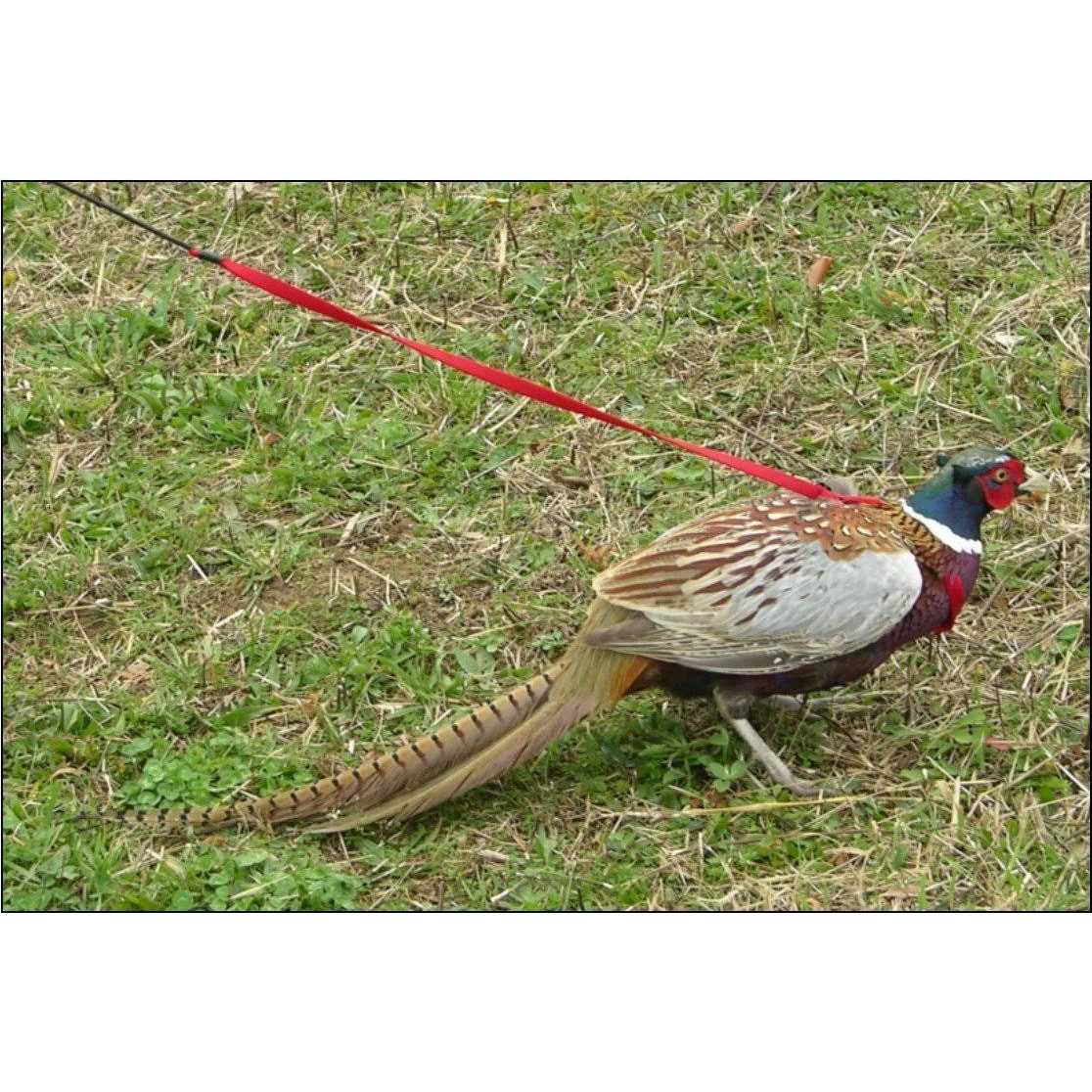Bird Harness and Leash F15749