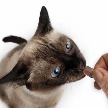 Cat Bites J9019
