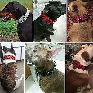 Leather Dog Collar 2 Inch N808
