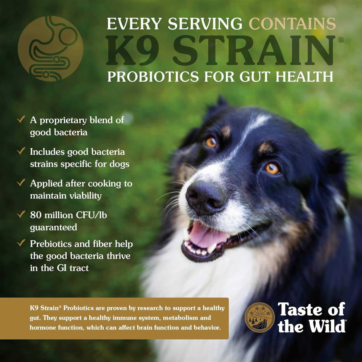 Dog Food B5390