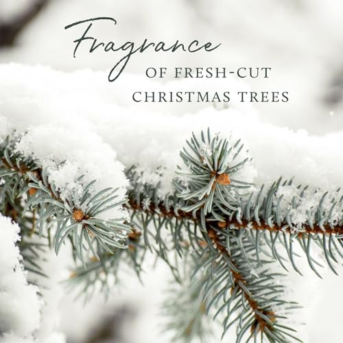 Frasier Fir Reed Diffuser Set Y116