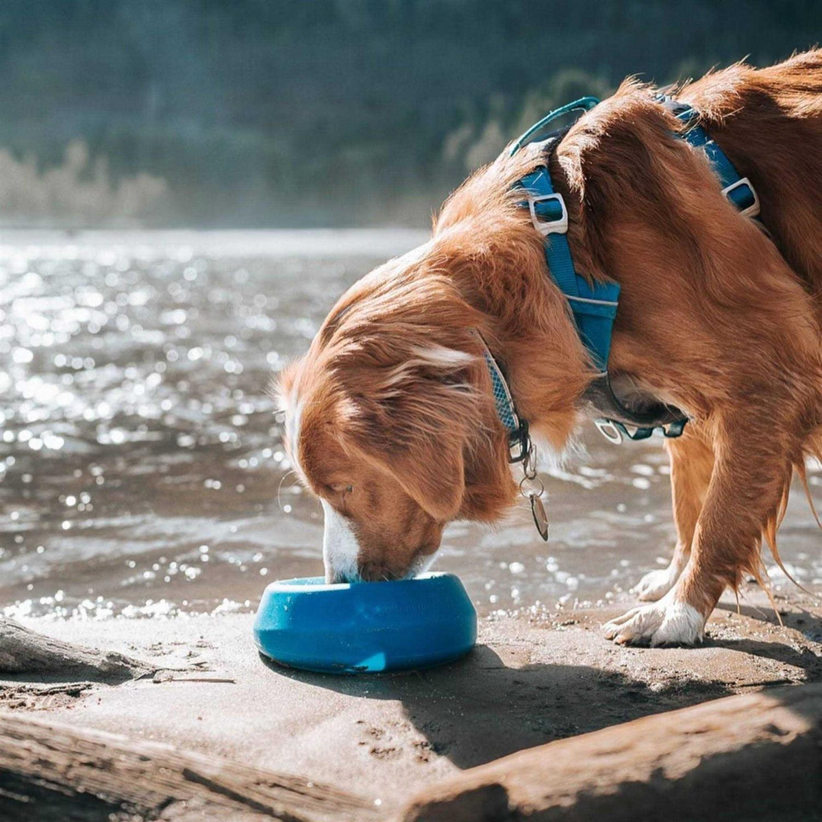Water Bowl U22057