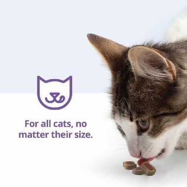 Cat Bites J9019
