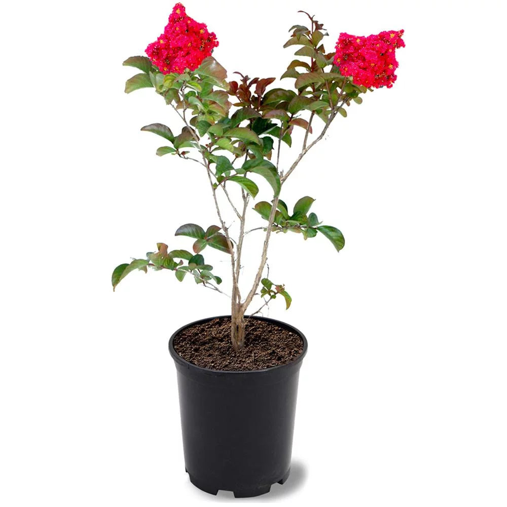 12 in. Red Flowering Crape Myrtle Tree in 2.84 Liter Nursery Pot G2788