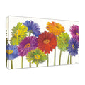 Colorful Gerbera Daisies Fine Art Giclee Print E664731