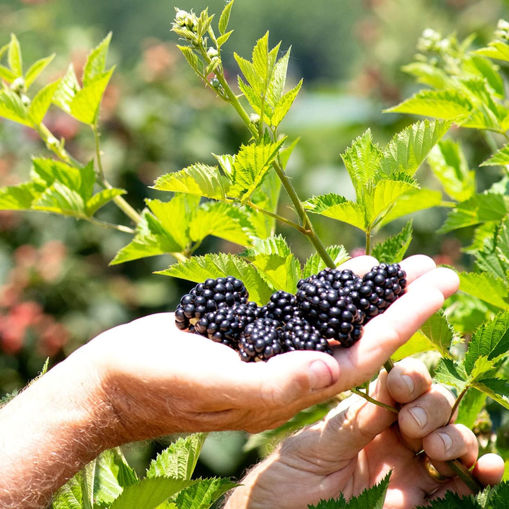 Triple Crown BlackBerry Bush 1 Gallon G365