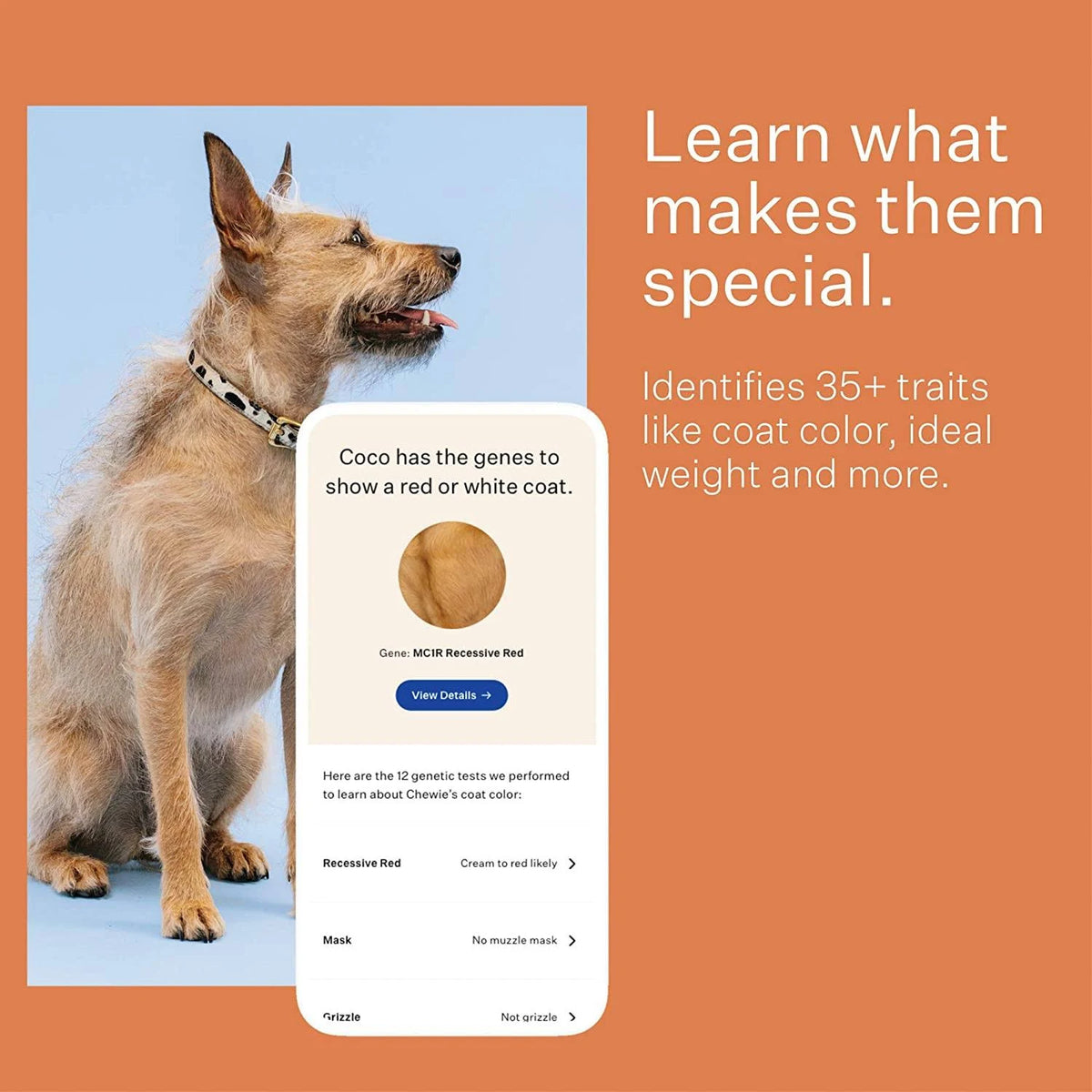 Dog Breed Identification DNA Test Kit T188