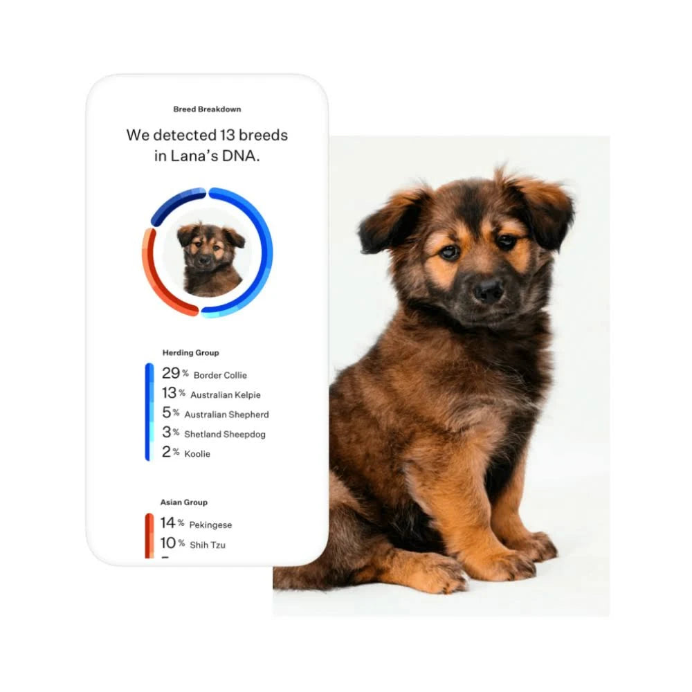 Dog Breed Identification DNA Test Kit T188