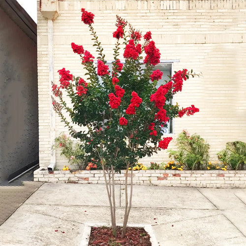 12 in. Red Flowering Crape Myrtle Tree in 2.84 Liter Nursery Pot G2788
